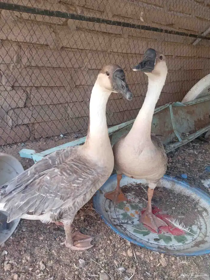 وز عراقي تم البيع 4