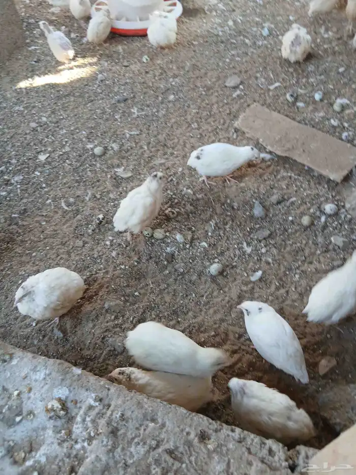 سمان بلدي وكمان تكسس وبيض سمان 2