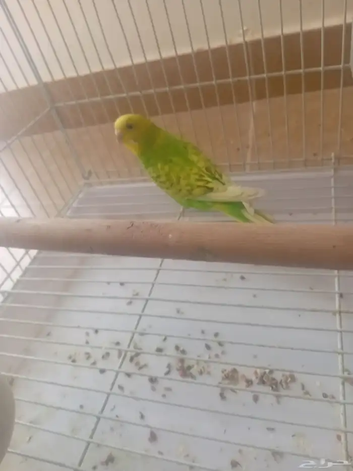 طير بادجي للبيع أنثى بادجي بدون الملحقات 0