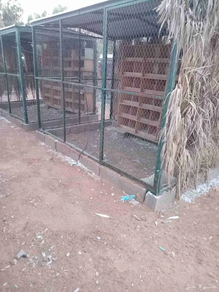 شبوك حمام اثنين في ثلاثه ارتفاع اثنين متر 0