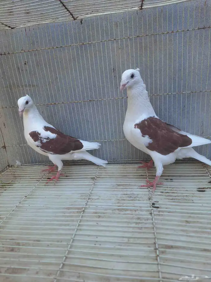 جوز زاجل مكتف او مكاتيف فاخر من الاخر 3