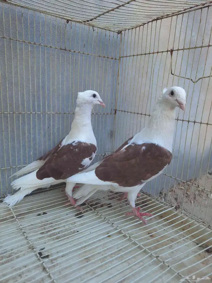 جوز زاجل مكتف او مكاتيف فاخر من الاخر 0