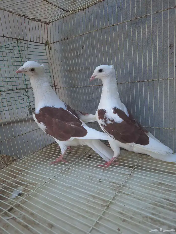 جوز زاجل مكتف او مكاتيف فاخر من الاخر 2