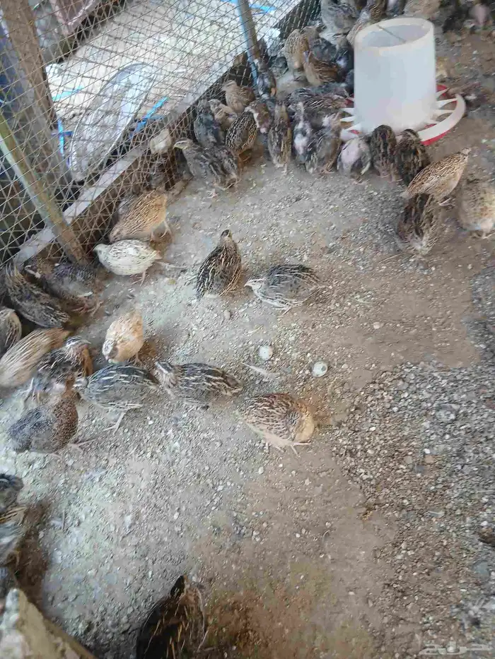 سمان بلدي وكمان تكسس وبيض سمان 3