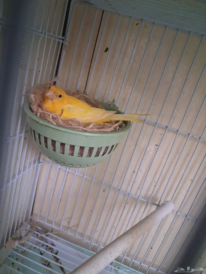 اتثى كناري تحتها ثلاث بنادق سسكن احمر فنزولي (( تم البيع )) 0