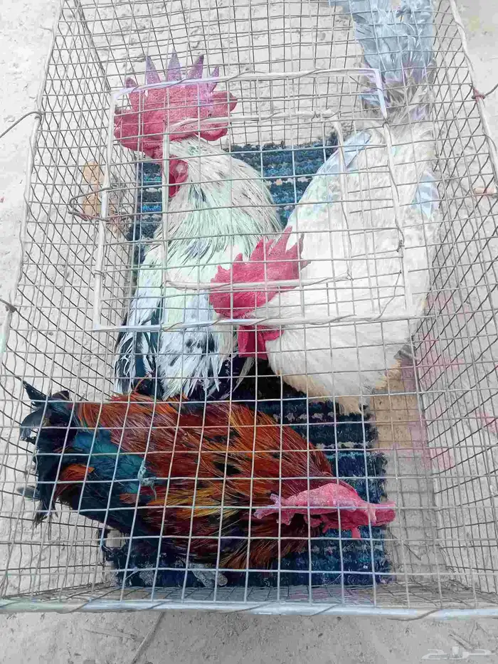 ديوك حساوي وفيومي 0