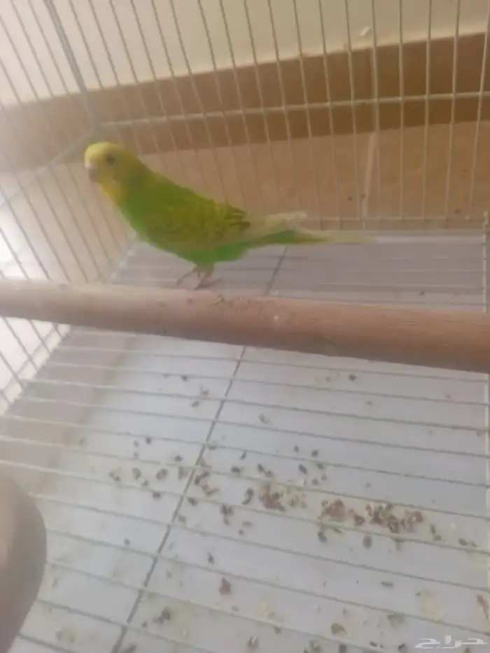 طير بادجي للبيع أنثى بادجي بدون الملحقات 1