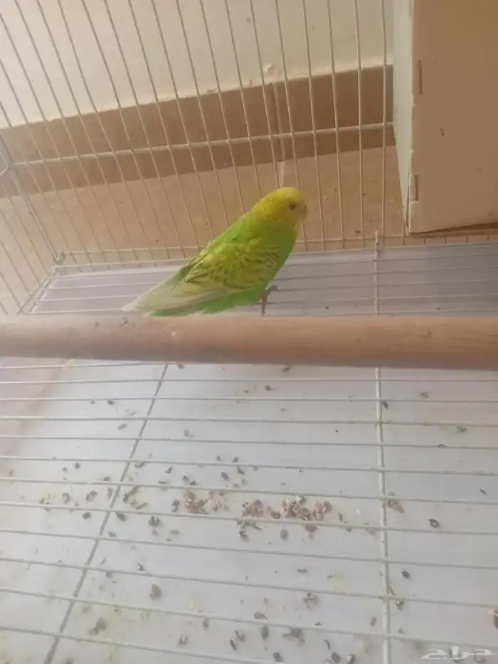 طير بادجي للبيع أنثى بادجي بدون الملحقات 2