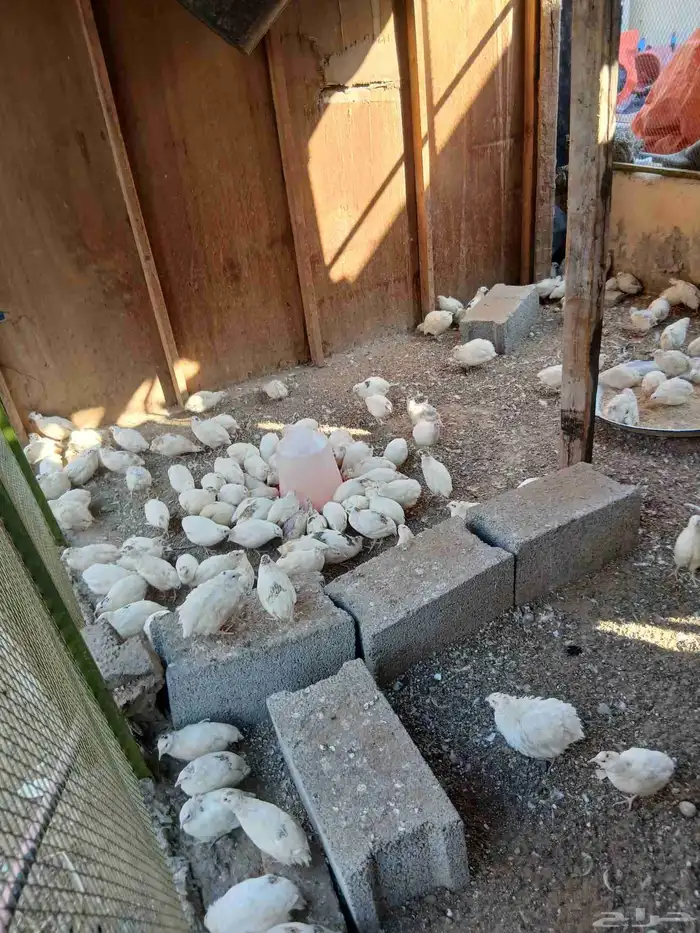 سمان بلدي وكمان تكسس وبيض سمان 0