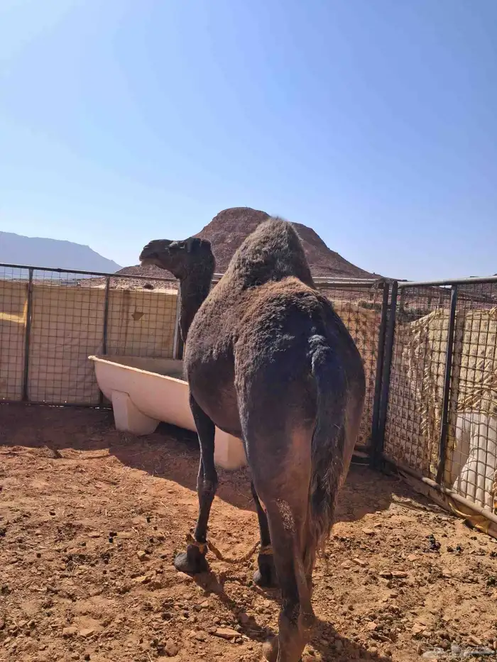 ناقه مجهم متلي طيبه في اللبن 1