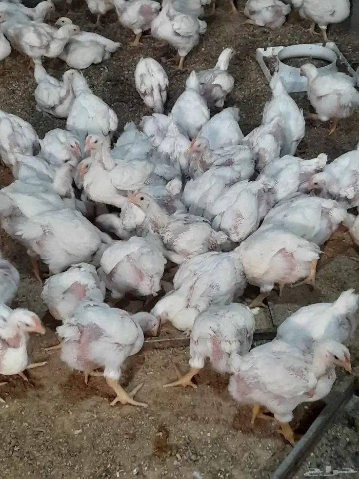 يوجد صيصان لاحم العمر 30. جاهز ذبح 0