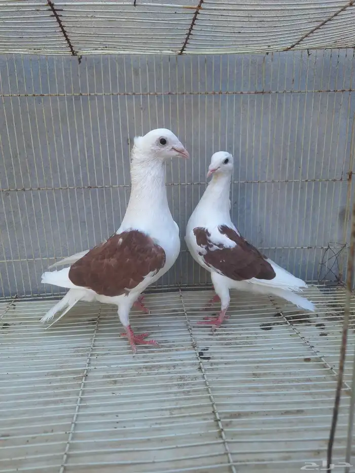 جوز زاجل مكتف او مكاتيف فاخر من الاخر 1