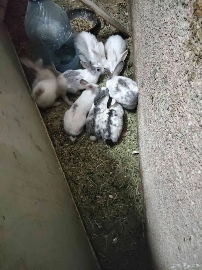 أرنب للبيع 0