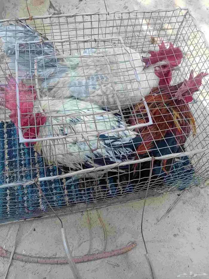 ديوك حساوي وفيومي 1