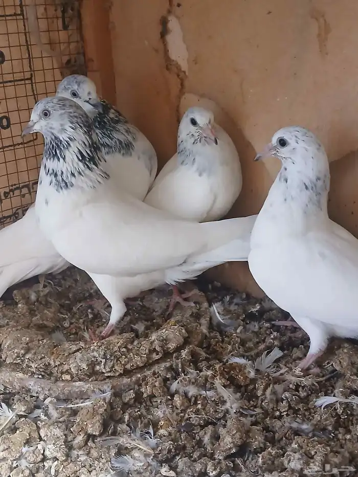 جوز مع عياله وتحته بيض 0