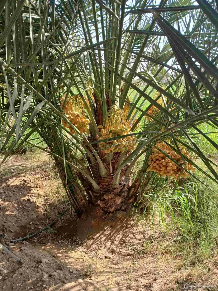 نخل مثمر للبيع اخلاص صقعي هلالي برحي نخيل سكري شيشي مجدول 0