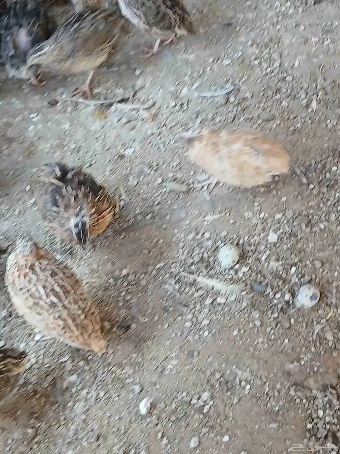 سمان بلدي وكمان تكسس وبيض سمان 5