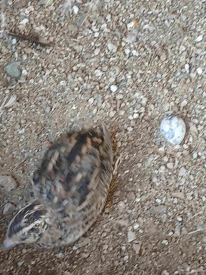 سمان بلدي وكمان تكسس وبيض سمان 4