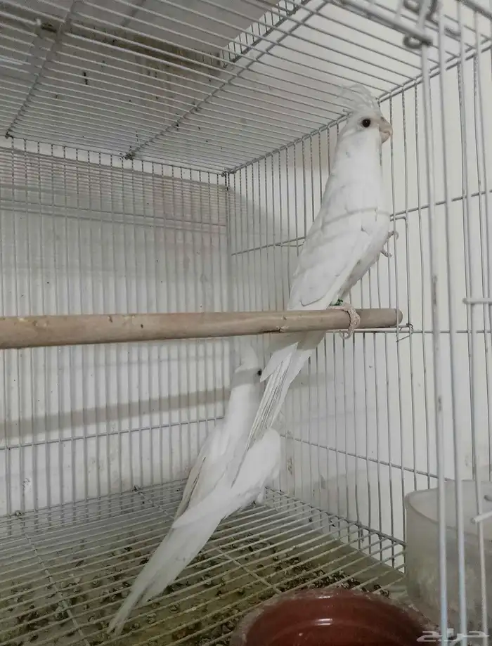 جوز كروان البينو منتج 2