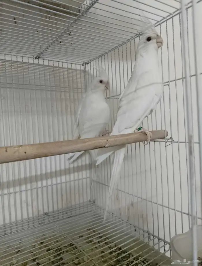 جوز كروان البينو منتج 0