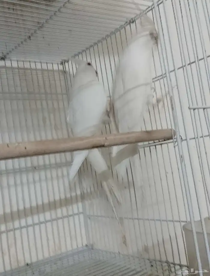 جوز كروان البينو منتج 1