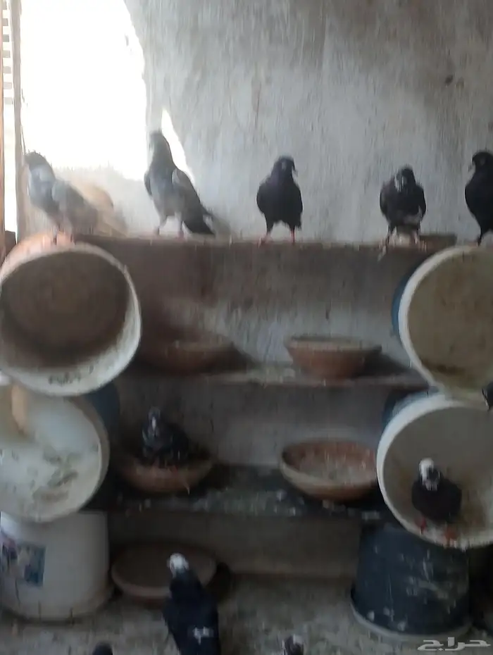 للبيع حمام قطيفي 2