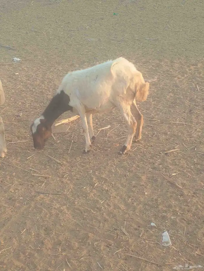 نعجه جدع مع رخل 0