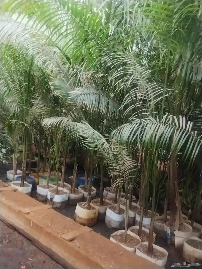 بيع شجرة نخل ملوكي جمله 50 فقط حبه 70 0