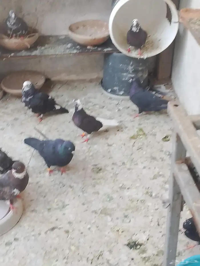 للبيع حمام قطيفي 5