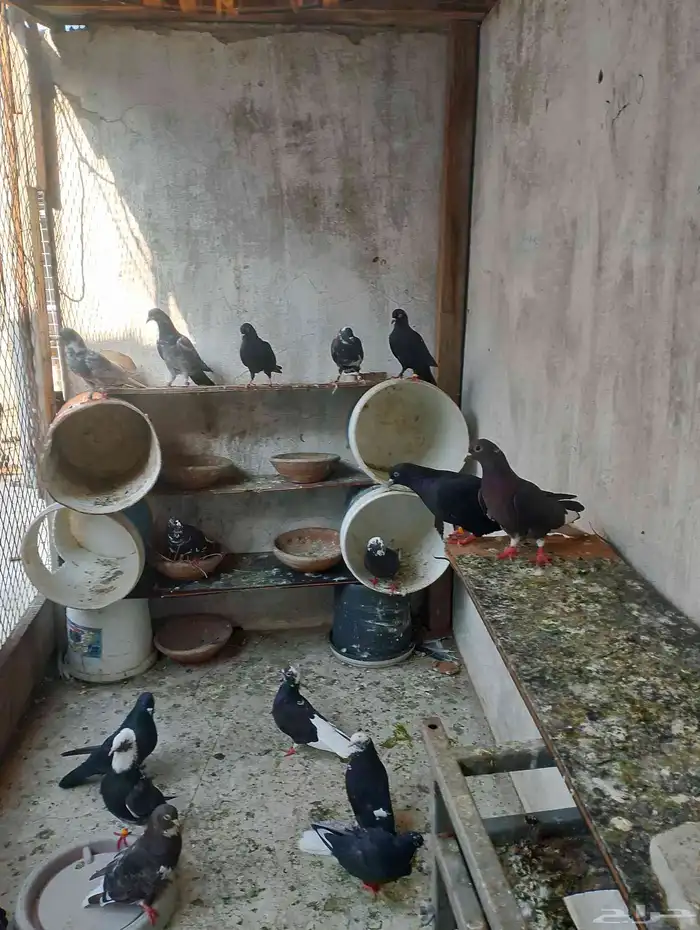 للبيع حمام قطيفي 1