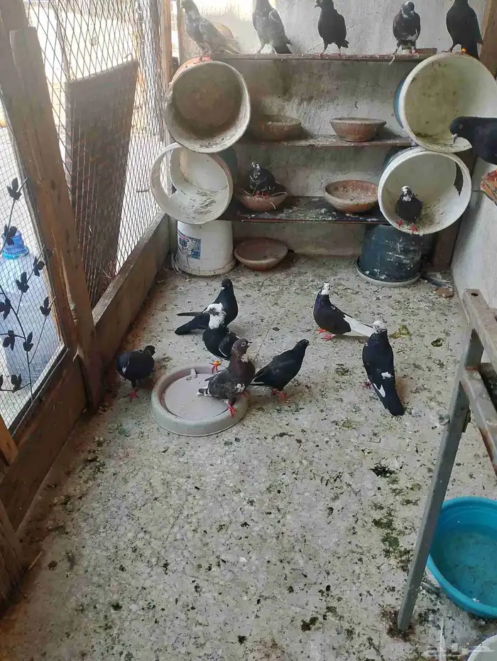 للبيع حمام قطيفي 0