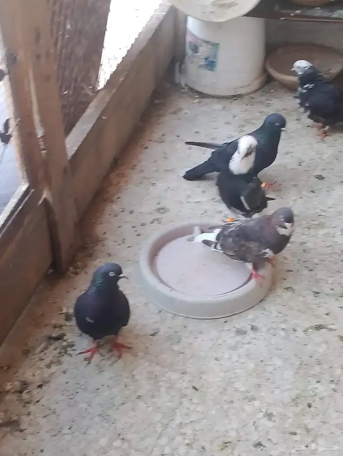 للبيع حمام قطيفي 4