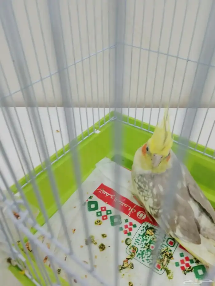 طائر الكروان 1