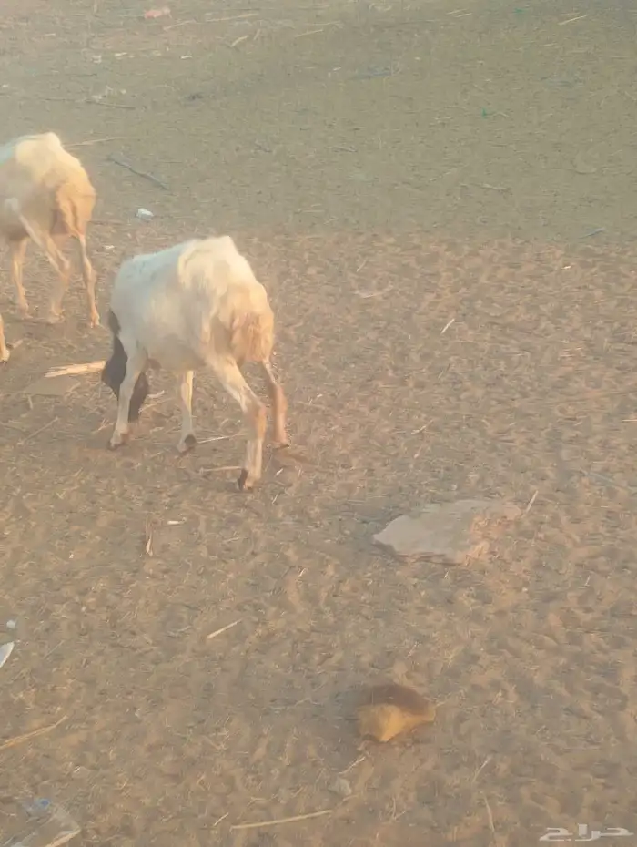 نعجه جدع مع رخل 1