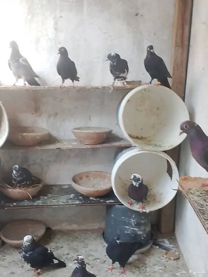 للبيع حمام قطيفي 7