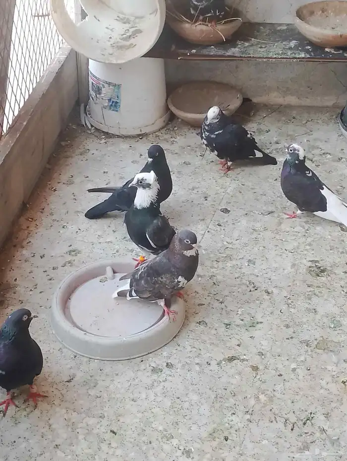 للبيع حمام قطيفي 3