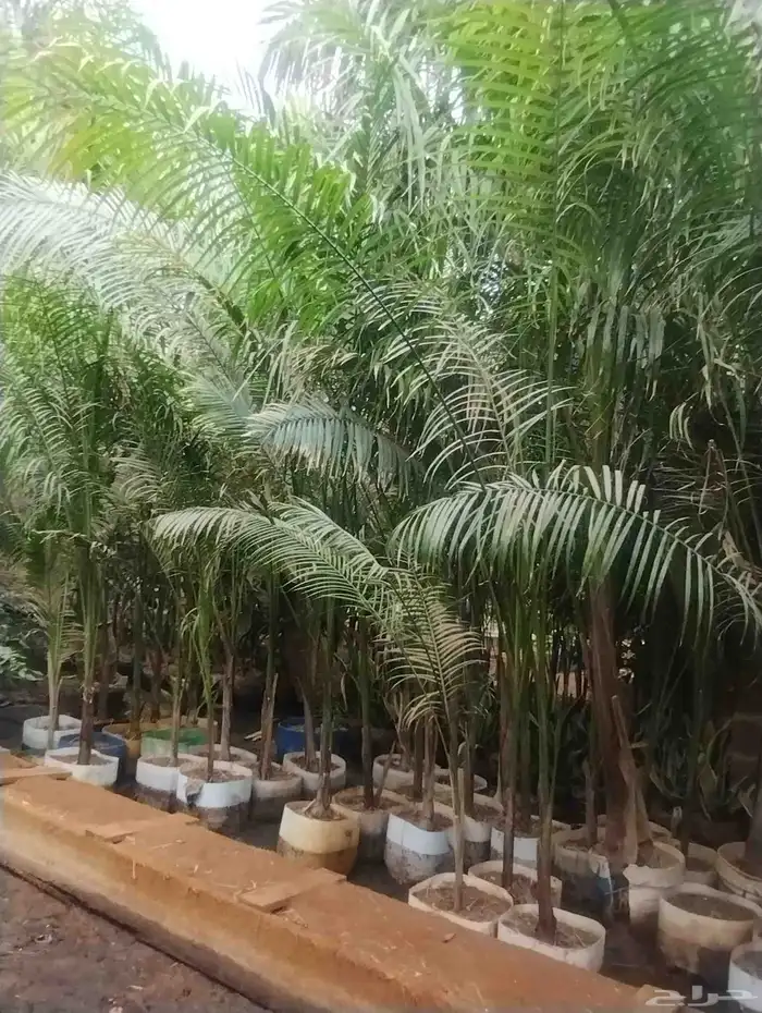 بيع شجرة نخل ملوكي جمله 50 فقط حبه 70 2