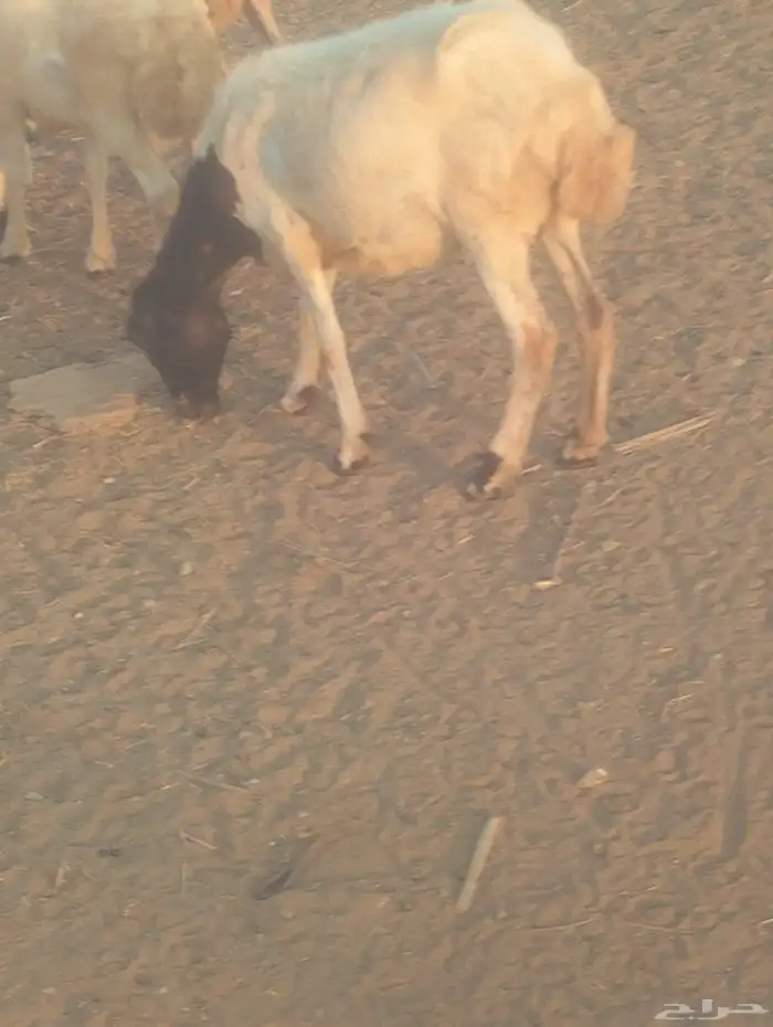 نعجه جدع مع رخل 2