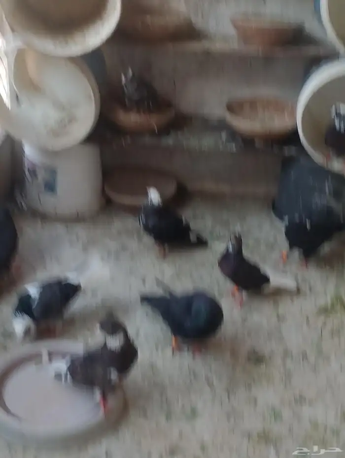 للبيع حمام قطيفي 8