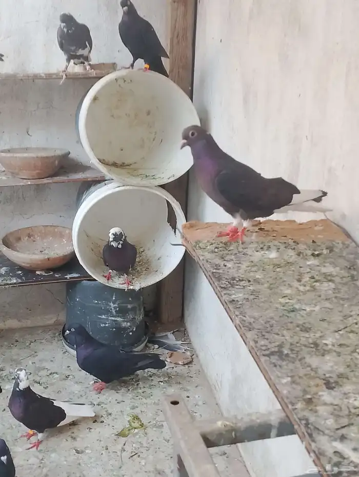 للبيع حمام قطيفي 6