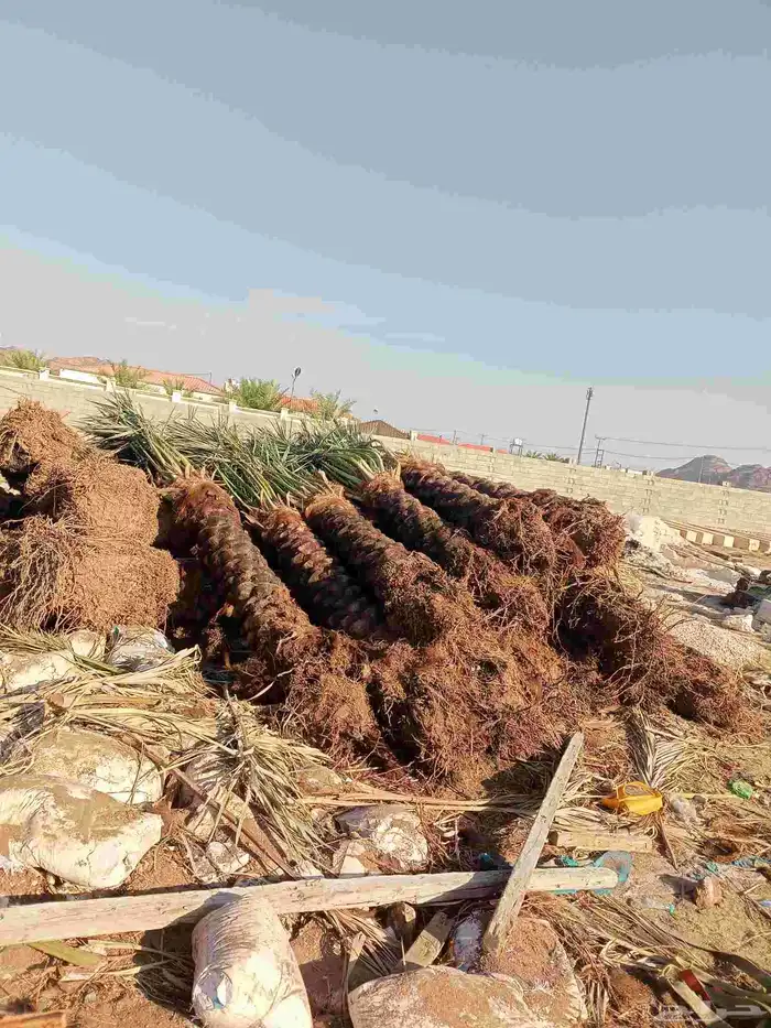 جثايث وفسايل للبيع متواجدة 1