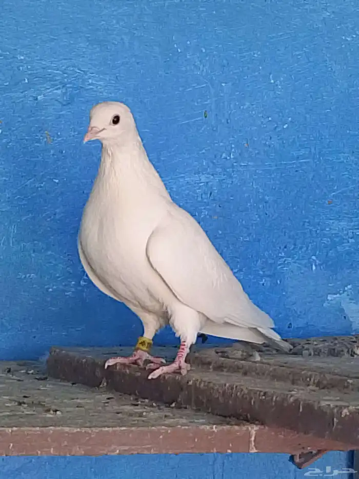 أنثى حمام صنعاني 0