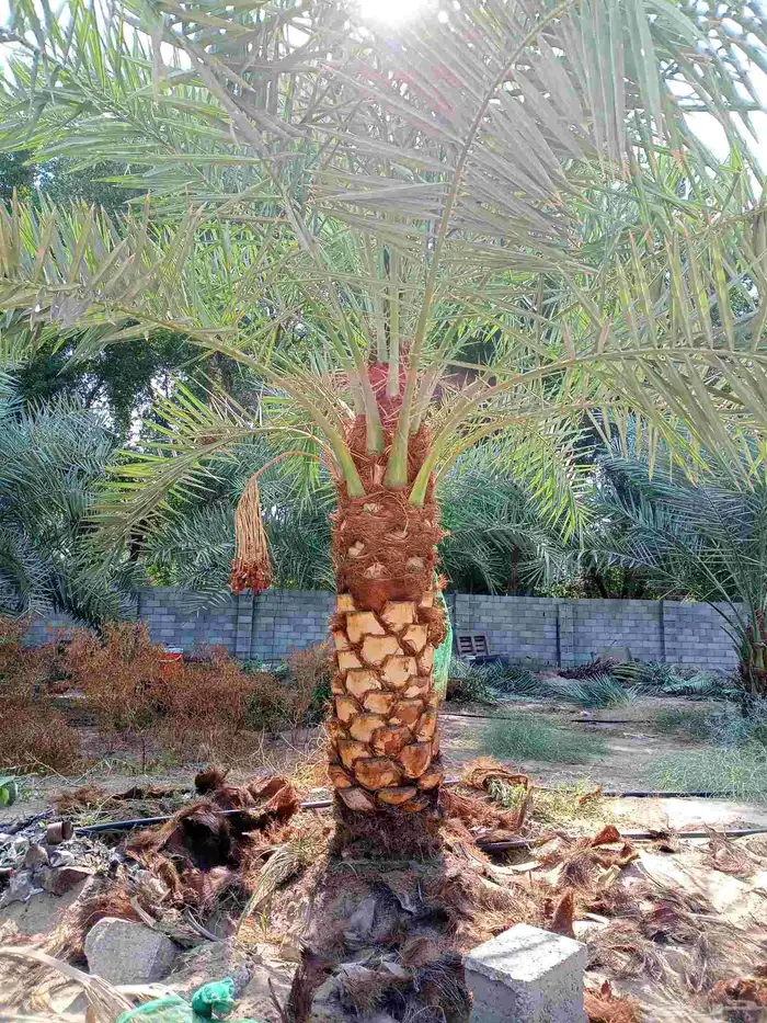 جثايث وفسايل للبيع متواجدة 3