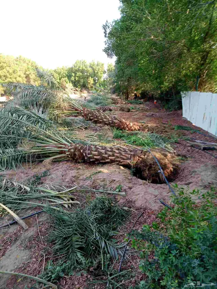 جثايث وفسايل للبيع متواجدة 7