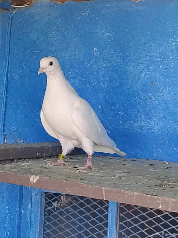 أنثى حمام صنعاني 1