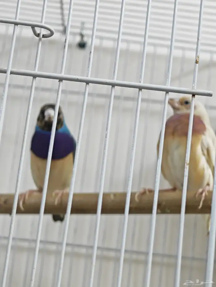 قولدن فينش ازرق 2