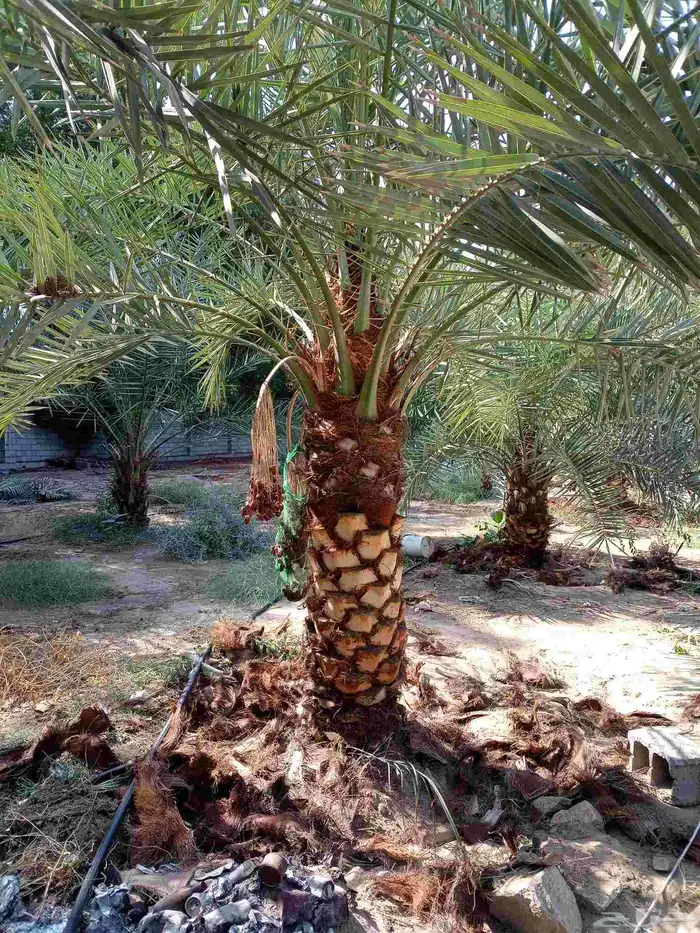 جثايث وفسايل للبيع متواجدة 6