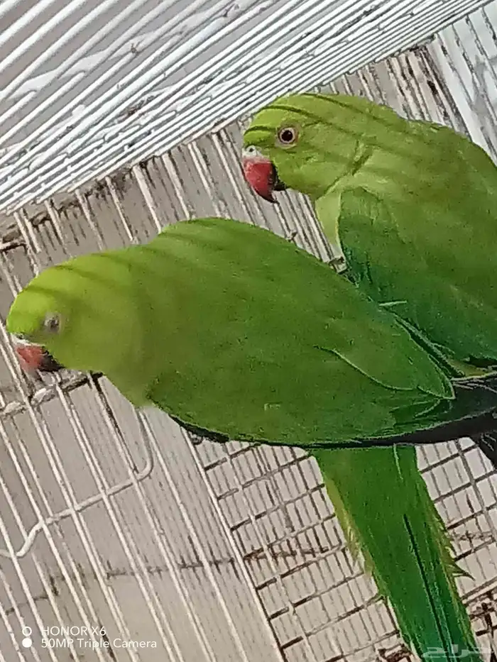 للبيع حبتين دره 0