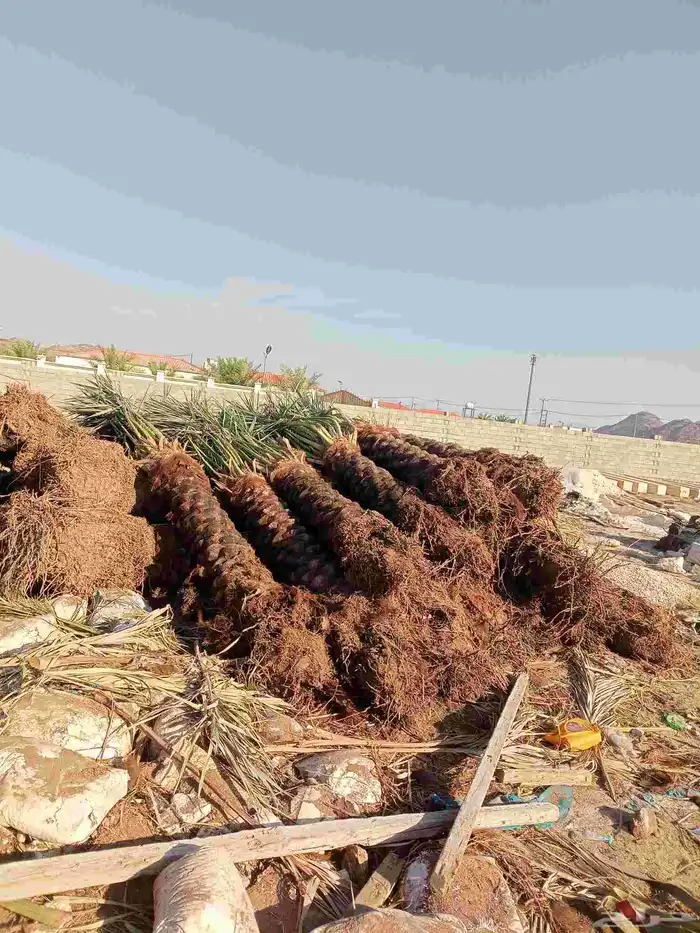 جثايث وفسايل للبيع متواجدة 2