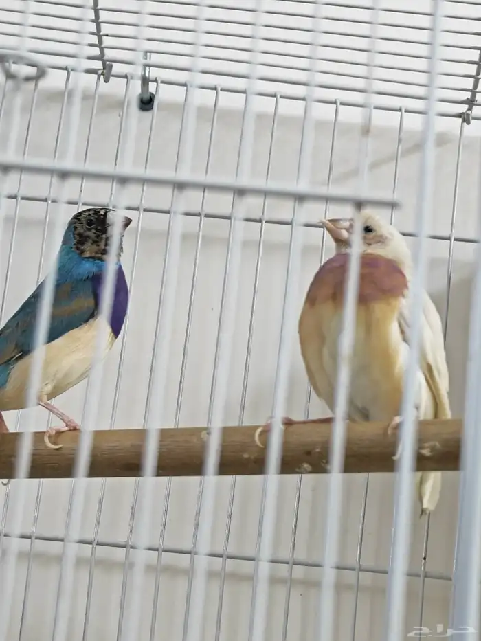 قولدن فينش ازرق 3